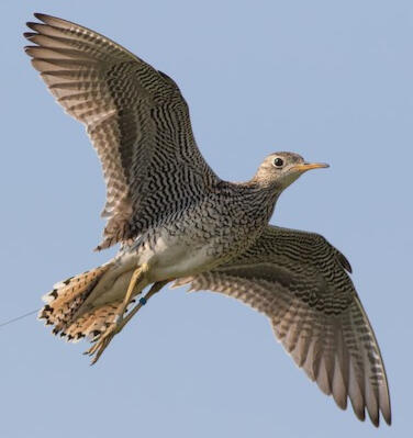 https://birdsoftheworld.org/bow/species/uplsan/cur/introduction
